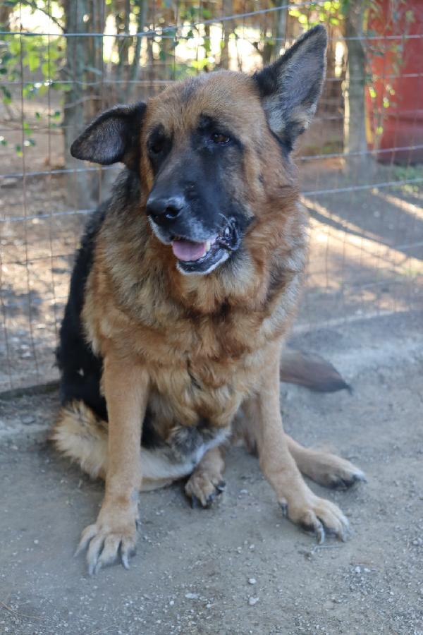 Graziella, lupacchiotta dagli occhi tristi Foto 3